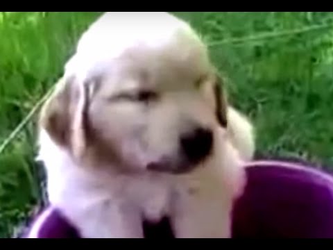 Cute Little Golden Retriever Puppy Loves Soaking Her Paws In Water!