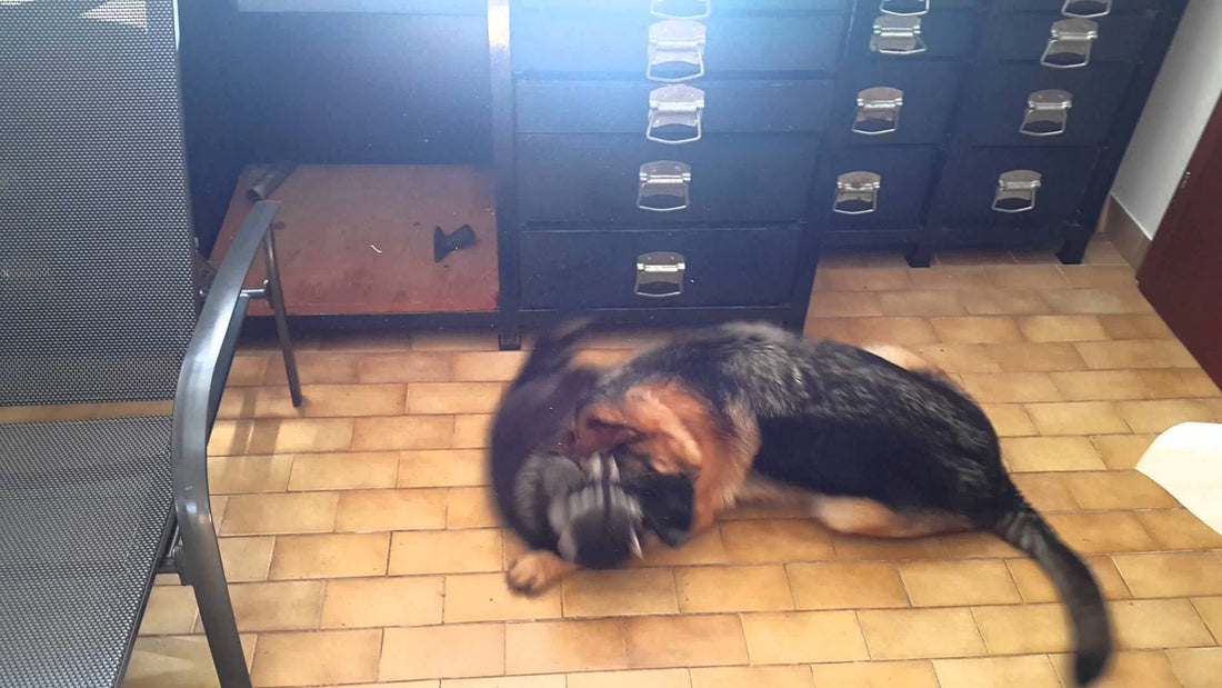 Cute Little Raccoon Thinks Adorable German Shepherd Is His...Sister?!