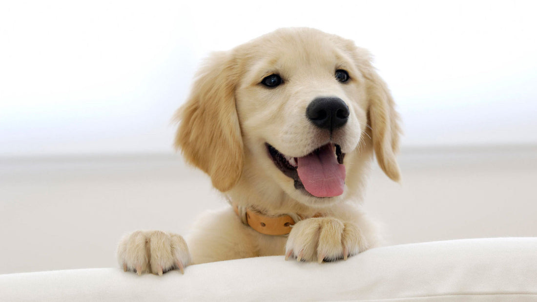 Top 6 Smiling Labrador Pups Who're Going To Cheer You Up Today!