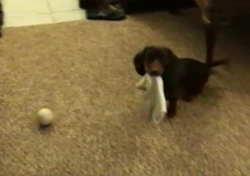 This Dachshund Is Not Giving Up On The Sock That Easily!