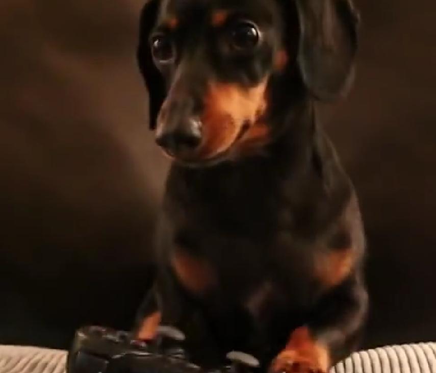 Cute Little Dachshund Is A Crazy Good Zombie Killer!