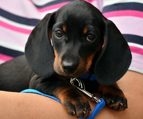 16 Signs You're A Crazy Dog Mom! (Part 1)