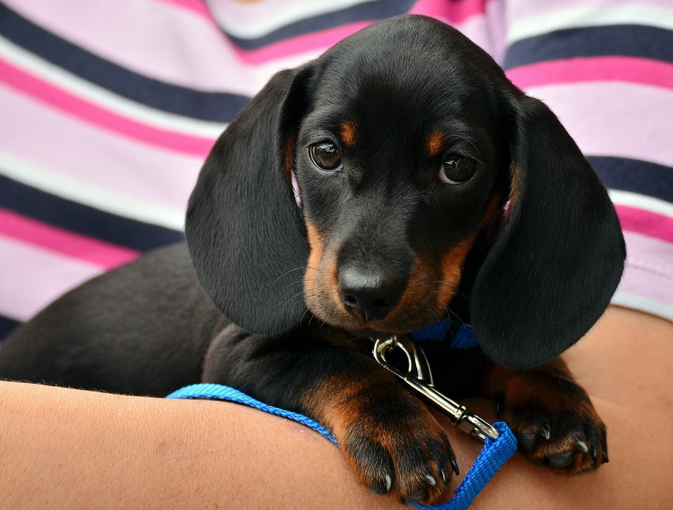 Why Does Your Pup Stare At You When They Poop?