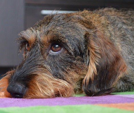 5 Silent Ways You're Actually Hurting Your Dog's Feelings - Without Realizing It