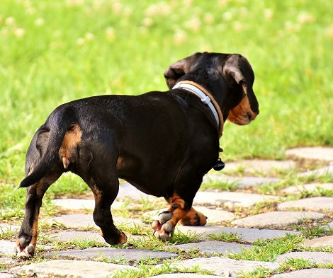 12 Ways To Tire Out Your Hyperactive Dog!