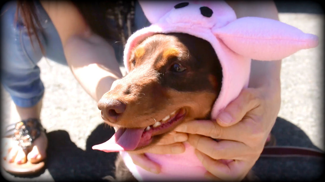 Dachshund Gathering is The Cutest Gathering In The World! #LikeABoss!