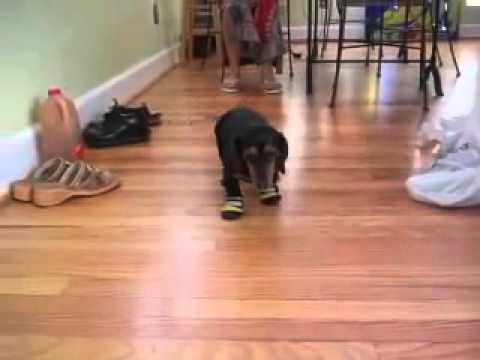 Dachshund Gets New Booties. Then Gets Confused. Then Masters The Walk! #NoMoreDirtyPaws!