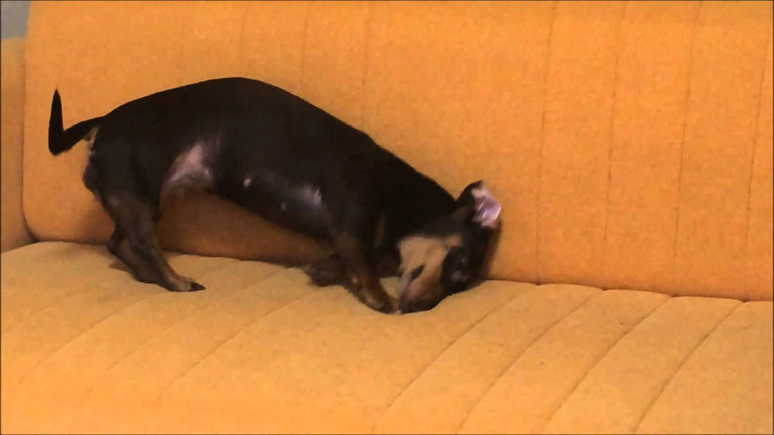 Dachshund Is Determined To Dig Up The Couch No Matter How Long It Takes!