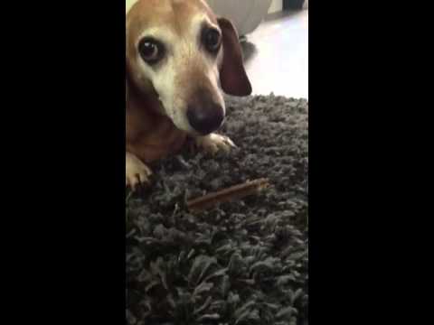 Dachshund is Not Happy Because His Person Won't Give Him Enough Cuddles! #Aww!!