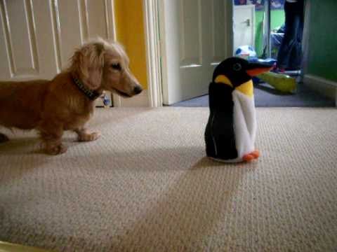 Dachshund Meets A Mechanical Penguin! Reaction Leaves Everyone In Laughter!