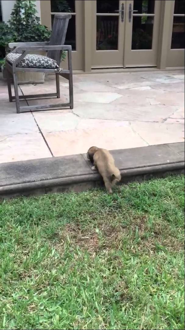 Dachshund Puppy Makes The Cutest Noise Ever! It's The Best Thing I've Heard Today!