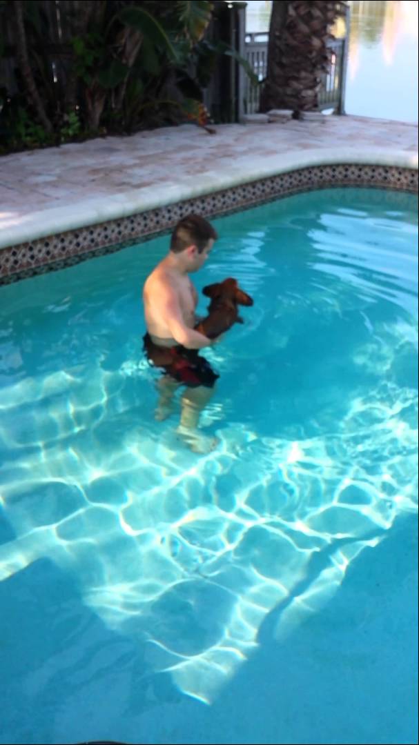 Dachshund Puppy's First Swim Is Adorable! See The Adorable Angel In Action!