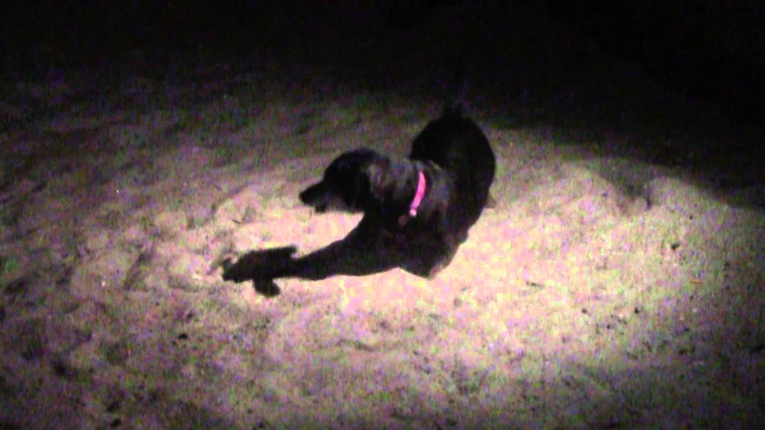 Dachshund Questions The Walking Rock, "What Kind Of Sorcery Is This?!" Then The 'Rock' Attacks!