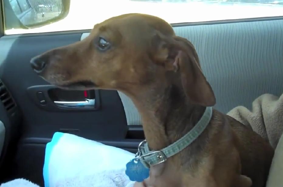 This Dachshund's Last Day With His Family Will Melt Your Heart!