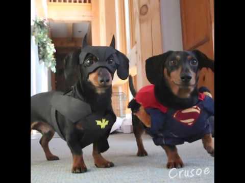 Dachshund Trailer - Bat Dog Vs. Super Dog Is Hilarious!