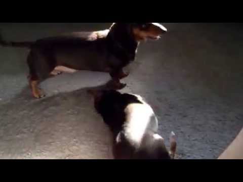 Dachshund Vs. Chihuahua. Who Wins This Epic Innocent Battle?