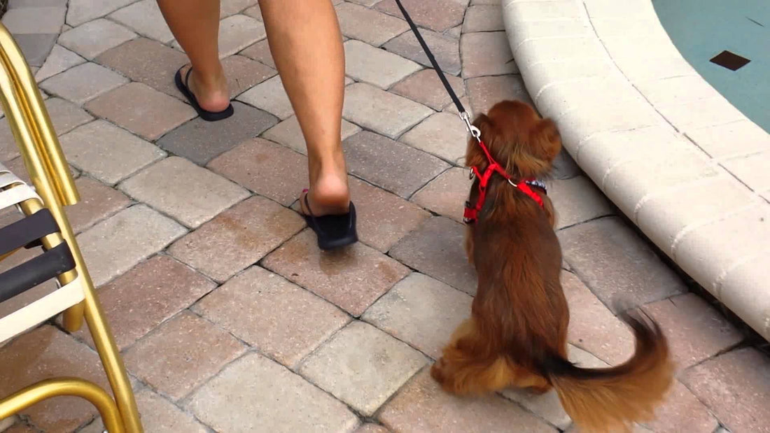 Dachshund Walking On A Leash, But Has A Loving Family Indeed!