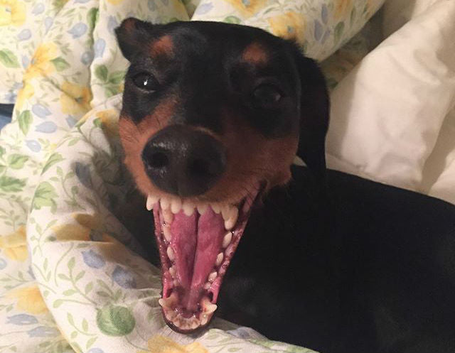 Top 6 Hilarious Ways A Dachshund Wakes Up From A Nap!