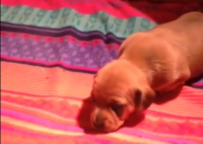 Awww! This Baby Dachshund’s First Steps Ever Will Melt Your Heart!