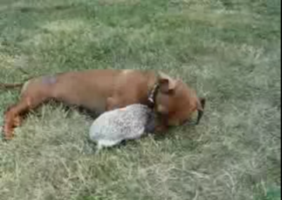 Hedgehog And Mini Dachshund Playing Together!