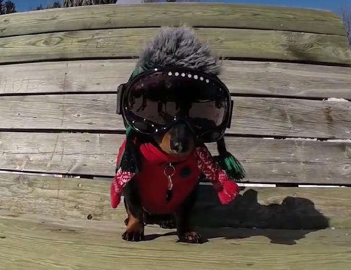 The Popular Dachshund That Loves Skiing!