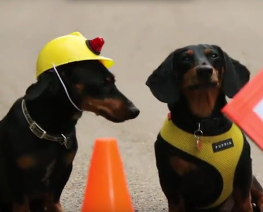 These Dachshunds Are The Cutest Construction Workers Ever!