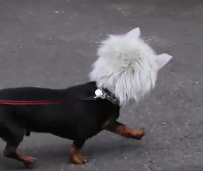 Crusoe The Celebrity Dachshund Disguised As The WIENERWOLF!