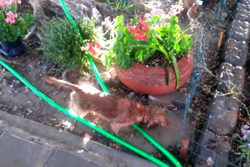 Adorable Dachshund Discovers The Sprinkler For The First Time And She Loves It!