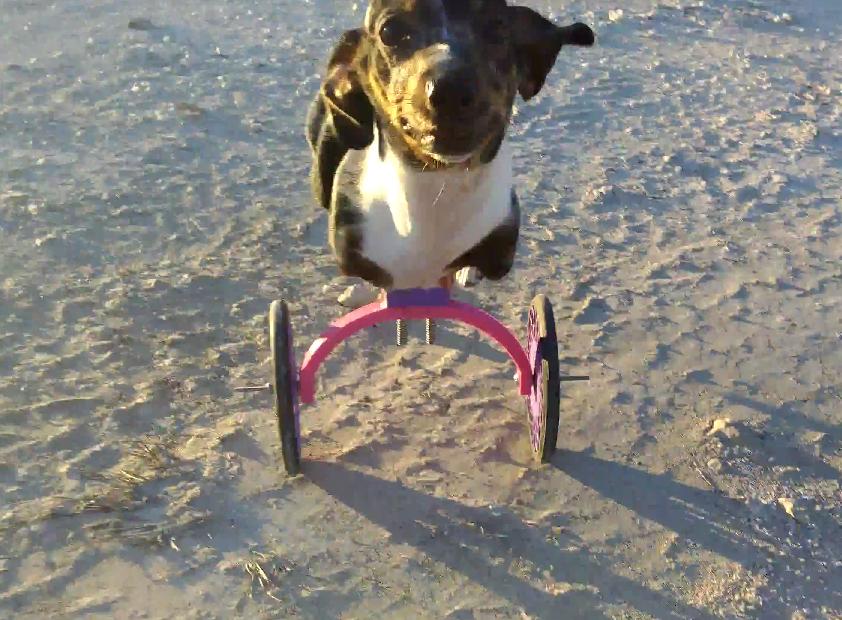 Two-Legged Dachshund Running With Her Friends Is An Example Why You Should Never Give Up!