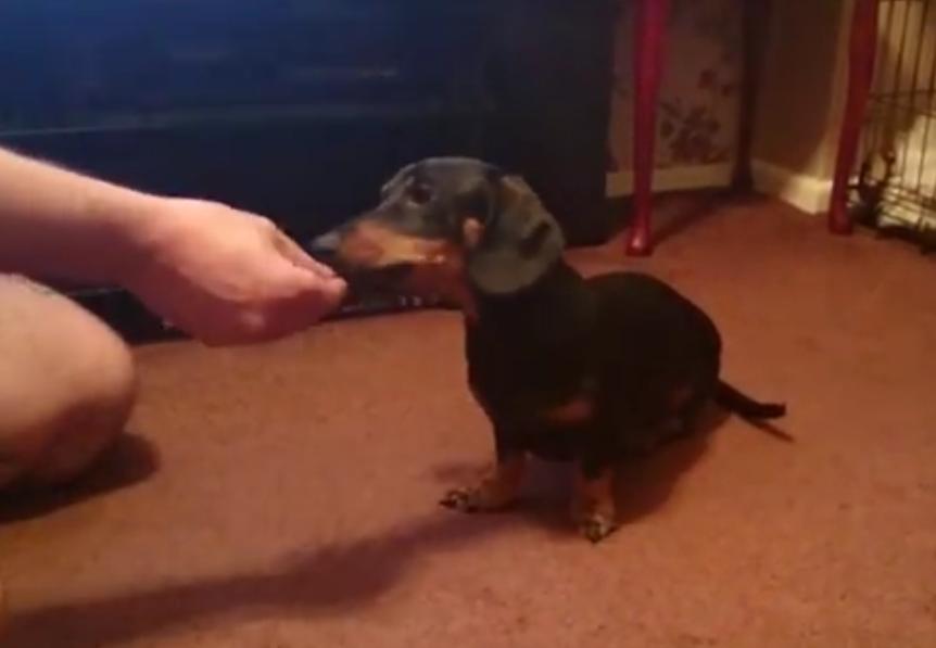 This Video Shows What A Perfectly Trained Dachshund Looks Like!