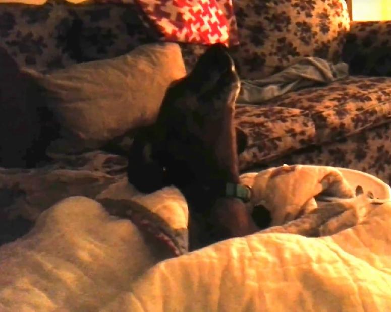 You Will Never Guess Why This Dachshund HATES The Happy Birthday Song