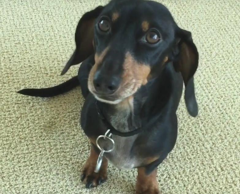 Silly Dachshund Tries To Argue His Way Into His Human’s Bed!