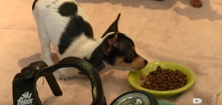Bipedal Puppy Finds Happiness After Narrowly Escaping Euthanasia!