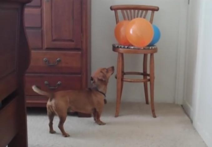 Video: This Is What A Bored Dachshund Looks Like!