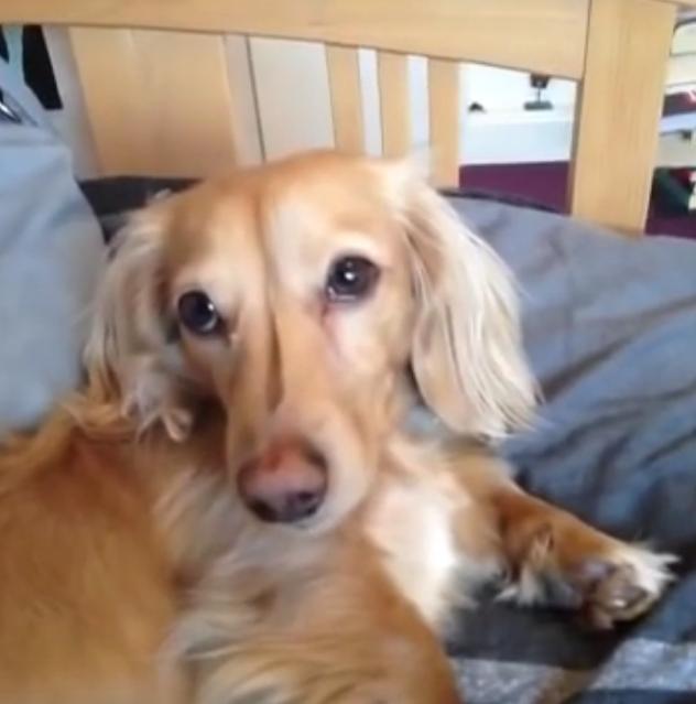 This Adorable Dachshund Is Craving Attention!