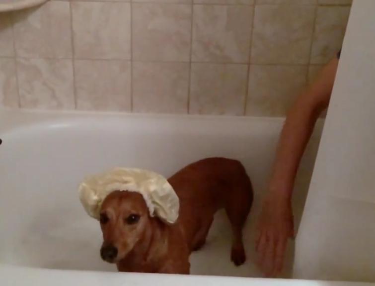 This Awesome Dachshund Takes The ALS Ice Bucket Challenge!