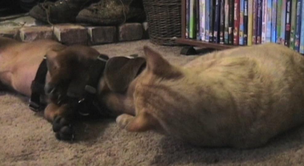 Dachshund Is Having A Lot Of Fun With The Family Cat!
