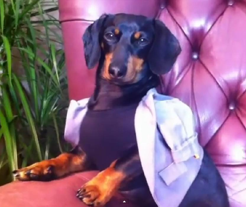 This Video Compilation By Crusoe The Celebrity Dachshund Shows How Great Dogs Can Be!