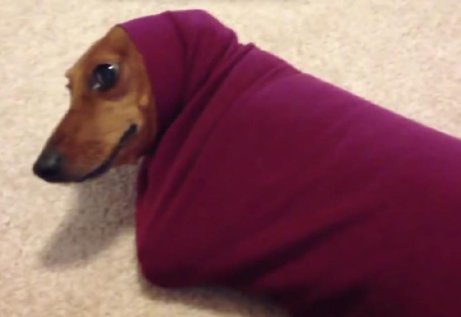 Must Watch! Adorable Dachshund Gets Stuck In A Sweater And Tries Everything To Break Free!