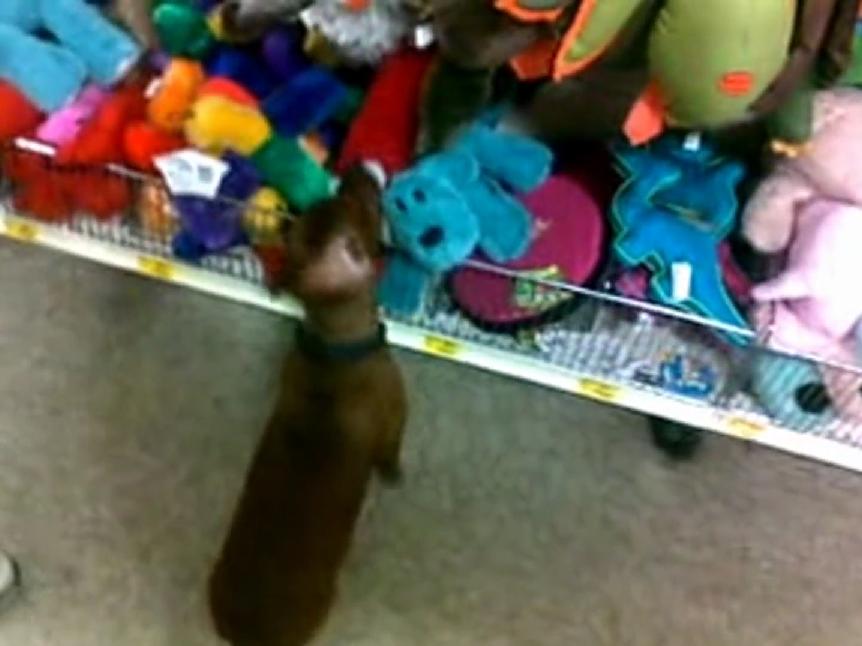 Watch This Dachshund Shoplifting! When The Crime Is This Adorable, I Don't Think You Can Legally Prosecute It!