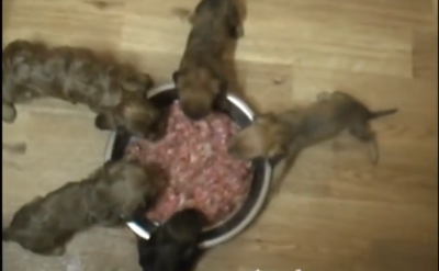 Tiny Dachshund Puppies Try A RAW Diet