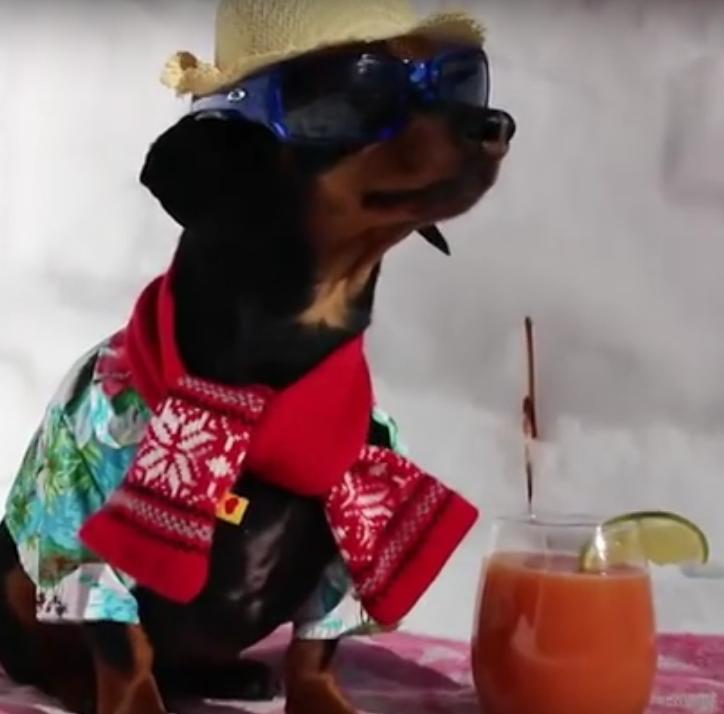 This Awesome Dachshund Makes The Best Of Any Weather!