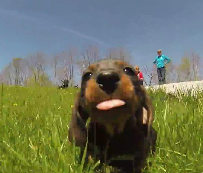 This Video of Dachshund Puppies Running Will Put A Smile On Your Face!