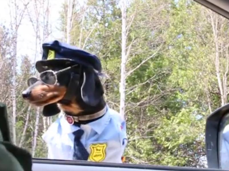 Dachshund Cop Accepts Liver Treats As Bribes!