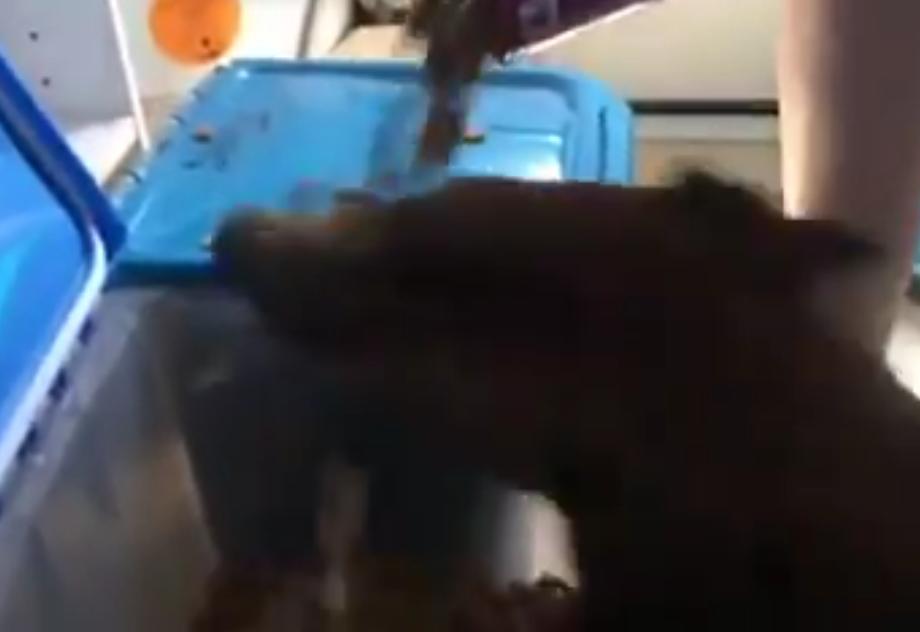 This Dachshund Has The Most Hilarious Reaction When Dog Food Started Falling From The Sky!