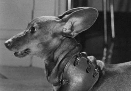 This Three-Legged Dachshund Was On Front-Page News In 1952!