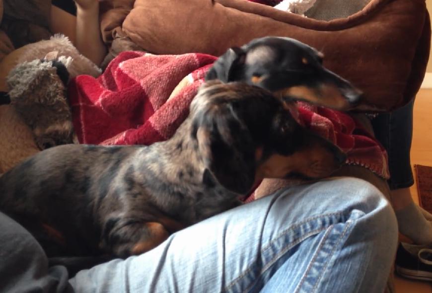 These Dachshunds Love To Watch The 'Law & Order' Show!