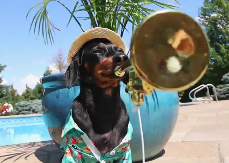 Crusoe The Dachshund Is Having A Pool Party In Attempt To Recreate A Popular Song!