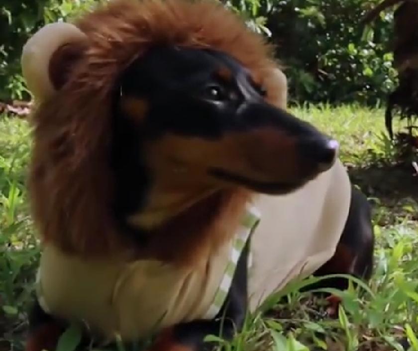 Crusoe The Celebrity Dachshund Is Dressed Like A Lion!