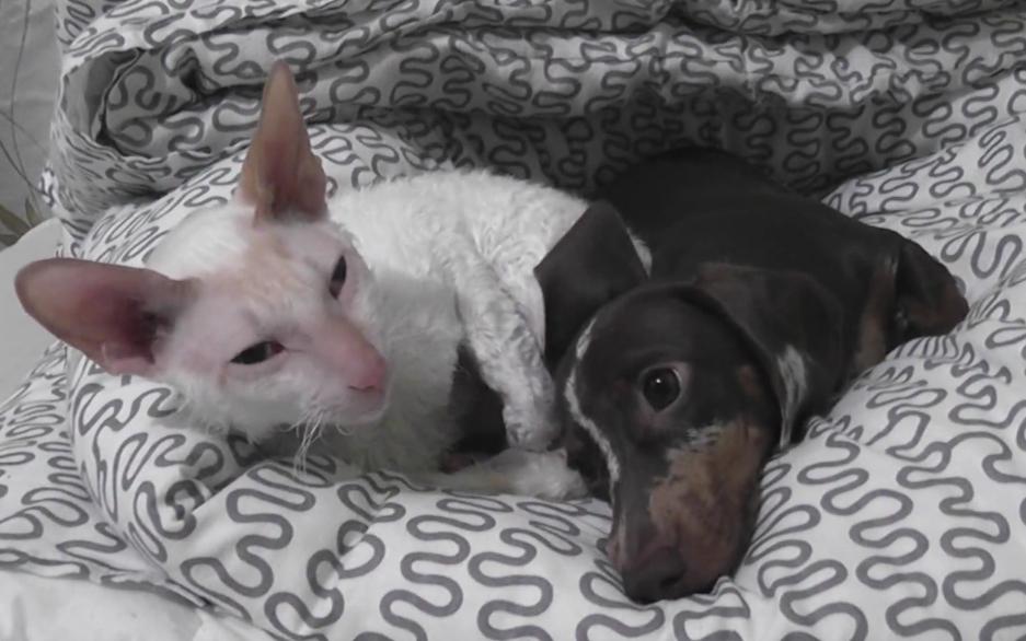 Cat Is Being Annoyed By A Dachshund Puppy That Is Determined To Wake Her Up!